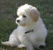 Magic Midnight Moon bichon havanais  bichon havanais  Havaneser