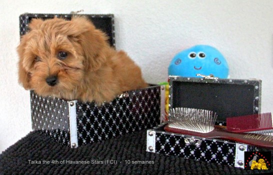 bichon havanais femelle of Havanese Stars falb fawn fauve