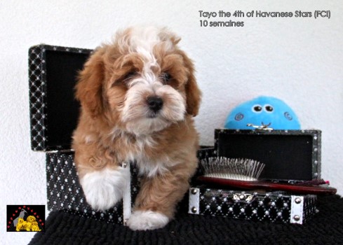 Havanese puppy male of Havanese Stars by Marguerite Seeberger