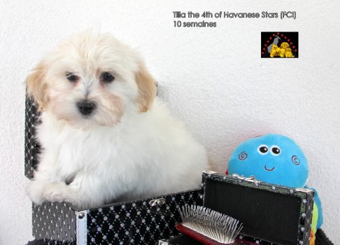bichon havanais femelle of Havanese Stars Marguerite Seeberger