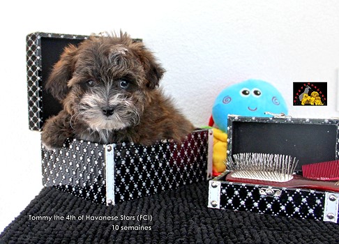 Havanese boy of Havanese Stars puppy Seeberger Switzerland