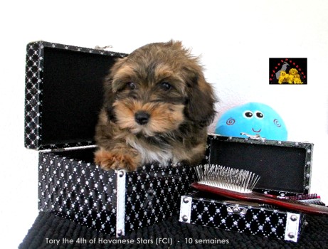 chiot bichon havanais femelle fauve charbonn of Havanese Stars (FCI)