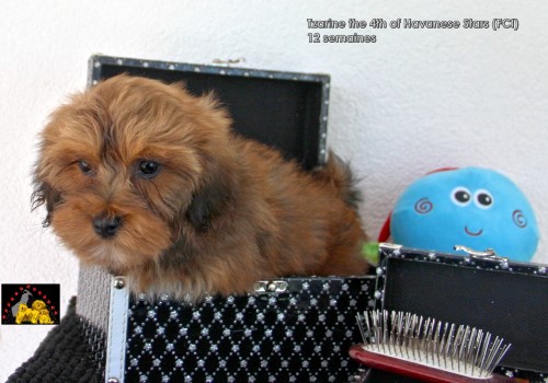 Havaneserwelpen Havaneserzucht Havanese Stars Marguerite Seeberger