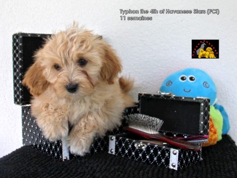 Havanese female light fawn coloured of Havanese Stars Marguerite Seeberger Switzerland