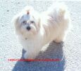 Laurel  6 1/2 mois  bichon havanais  Havaneser