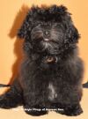 Magic Midnight Mirage bichon Havanais mle  bichon havanais  Havaneser