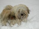 Ferdy my favourite Fan of Havanese Stars dit Chico