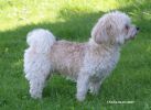 Charlie Havanese Stars in the Valais  11 ans