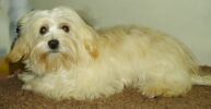 Hilary goes to Hollywood at Havanese Stars