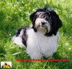 Octopussy  6 mois   bichon havanais  Havaneser
