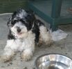 Namby-Pamby Newton  9 mois   bichon havanais  Havaneser