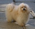 Hilary goes to Hollywood of Havanese Stars