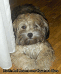 Roanne  6 mois bichon havanais femelle