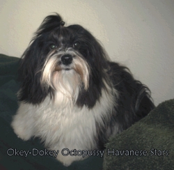 multi champion Octopussy of Havanese Stars - Marguerite Seeberger