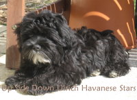 Ulric/Zorro  presque 5 mois