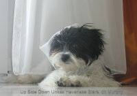 Unkas dit Murphy 5 mois