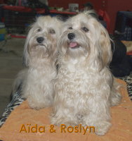 Femelles bichon havanais Havanese Stars