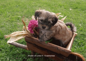 Havanese Vivien bichon havanais