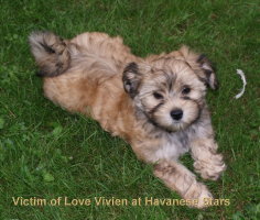 havanais Vivien fauve charbonn Havaneser
