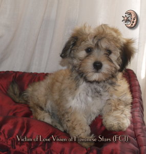 havanais havanese havaneser Vivien Havanese Stars