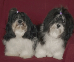 Octopussy et Up Side Down Urko Havanese Stars