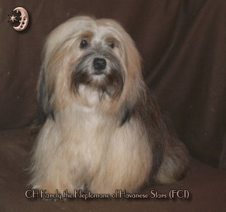 Multi-Championne Karoly the Kleptomane Havanese Stars