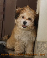 Victim of Love Vadim at Havanese Stars 4 mois 1 semaine