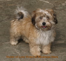 bichon havanais Vivien Victim of Love havanese