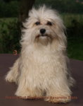 Rock'n Roll Roslyn over Havanese Stars  15 mois