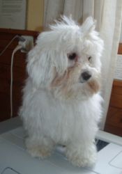 Button  Jill Evan, tue sauvagement par un Labrador  5 ans