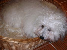Barberousse Havanese Stars in the Valais a 15 ans.