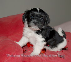 Bichon havanais Waltzing Wonder over Havanese Stars-6 semaines