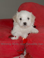 Waltzing Wally over Havanese Stars - bichon havanais