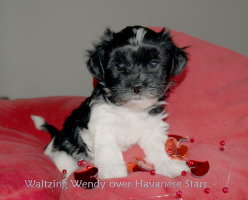 Waltzing Wendy over Havanese Stars - 6 semaines