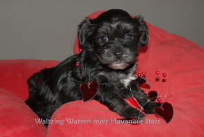 Waltzing Warren over Havanese Stars - 6 Wochen