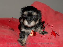Waltzing Winn Wisky over Havnese Stars - 6 Wochen