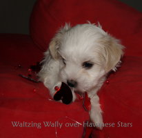 Waltzing Wally over Havanese Stars bichon havanais