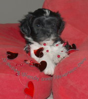 Waltzing Wendy over Havanese Stars Havaneser
