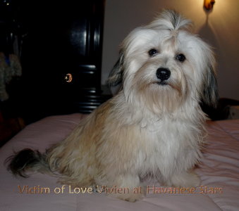 Havanais Vivien Havanese Stars bichons