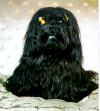 bichon havanais