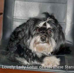 Zuchthndin Dulci Lotus Havanese Stars bichon havanais