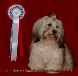 CH Ada femelle Havanais Havanese Havaneser