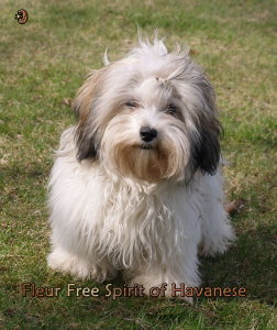 bichon havanais Havaneser Fleur femelle 