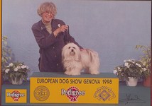 Echo dit Eden Havanese Stars in the Valais