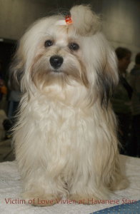 Havaneser Vivien Havanese Stars havanais bichons