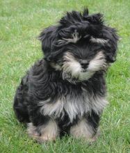 Waltzing WinnWisky over Havanese Stars famille Schtz-Michel