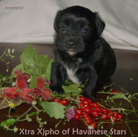 bichon havanais noir-blanc Xjpho Havanese Stars
