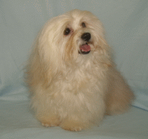 champion International Hilary goes to Hollywood Havanese Stars  3 ans