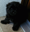 Havanais p86  bichon havanais  Havaneser