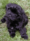 Havaneser p87 bichon havanais  Havaneser